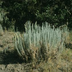 Artemisia cana (Silver Sagebrush), habitat