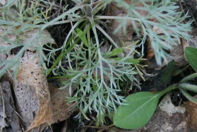 Artemisia campestris subsp. caudata (Beach Wormwood), leaf, upper surface