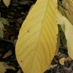 Asimina triloba (Pawpaw), leaf, fall