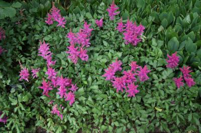 Astilbe chinensis 'Vision in Red' (Vision In Red Chinese Astilbe), habit, summer