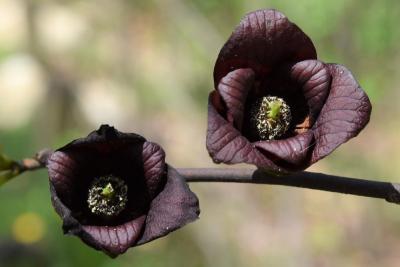 Asimina triloba (Pawpaw), flower, throat
