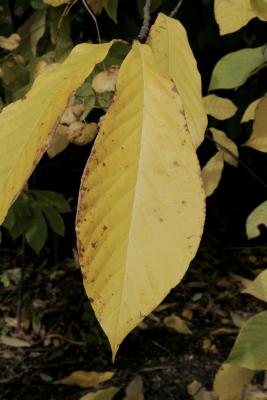 Asimina triloba (Pawpaw) leaf, fall
