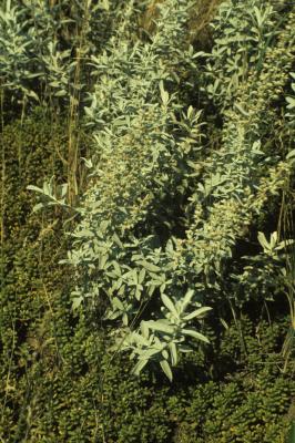 Artemisia ludoviciana (White Sage), habit, summer, leaf, summer
