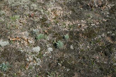 Artemisia campestris subsp. caudata (Beach Wormwood), habitat, habit, spring
