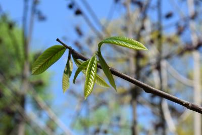 Asimina triloba (Pawpaw), leaf, new