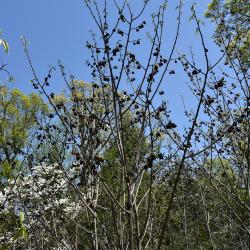 Asimina triloba (Pawpaw), inflorescence, habit, spring