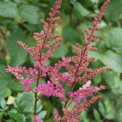 Astilbe 'Maggie Daley' (Maggie Daley Astilbe), inflorescence