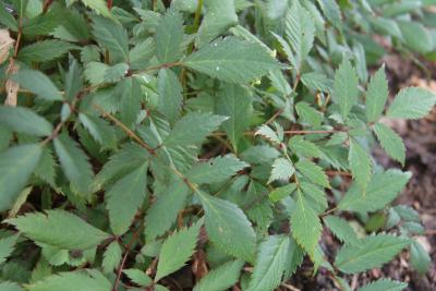 Astilbe 'Ellie' (Ellie Astilbe), leaf, summer