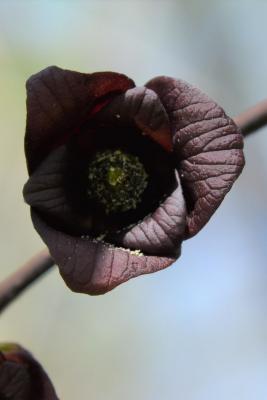 Asimina triloba (Pawpaw), flower, throat