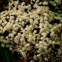 Sambucus canadensis (common elderberry), inflorescence, pistils, stamens 