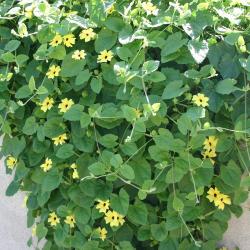 Thunbergia alata 'Sunny Lemon Star' (black-eyed Susan vine), habit, flowers, leaves