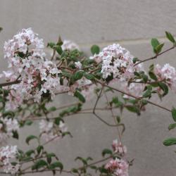 Viburnum ‘Cayuga’ (cayuga viburnum), inflorescence