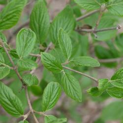 Viburnum ‘Mohawk’ (mohawk viburnum), leaves