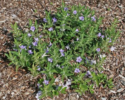 Ruellia humilis (wild petunia) mulched plants, lavender flowers, leaves, habit