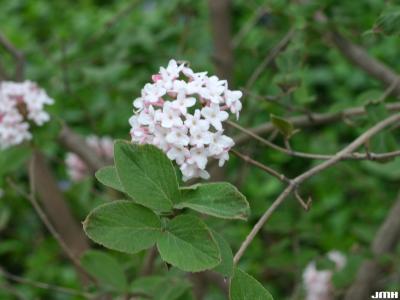Viburnum ‘Cayuga’ (cayuga viburnum), inflorescence, leaves