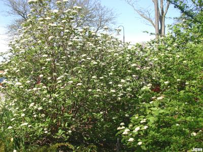 Viburnum lantana ‘Mohican’ (Mohican wayfaring tree), habit, inflorescence