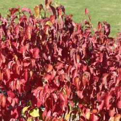 Viburnum dentatum ‘Cardinal’ (cardinal southern arrowwood), upright shrub form 