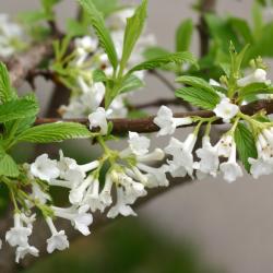 Viburnum farreri ‘Album’ (white fragrant viburnum),  flowers, leaves