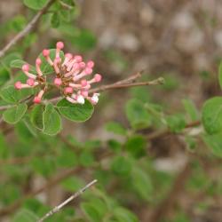 Viburnum bitchiuense (yeddo viburnum), flower buds, leaves