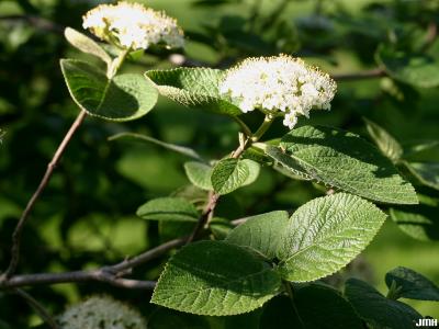 Viburnum lantana (wayfaring tree), inflorescence (cymes); stamens; opposite, leaves with venation pattern