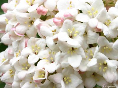 Viburnum farreri Stearn (fragrant viburnum), inflorescence, flowers, buds
