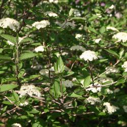 Viburnum lantana ‘Mohican’ (Mohican wayfaring tree) inflorescence, stamens visible, branching pattern