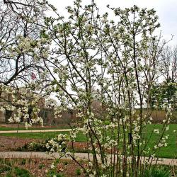 Viburnum farreri ‘Album’ (white fragrant viburnum), form, early flowers