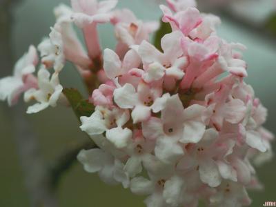 Viburnum farreri Stearn (fragrant viburnum), inflorescence, buds