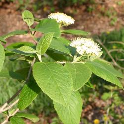 Viburnum lantana ‘Macrophyllum’ (big-leaved wayfaring tree), dentate, simple leaves; flowers in background