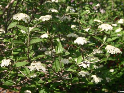 Viburnum lantana ‘Mohican’ (Mohican wayfaring tree) inflorescence, stamens visible, branching pattern