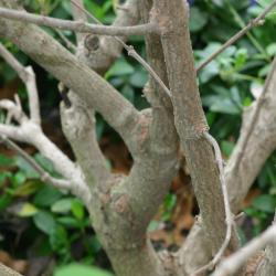 Viburnum ‘Mohawk’ (mohawk viburnum), bark, ground cover in background