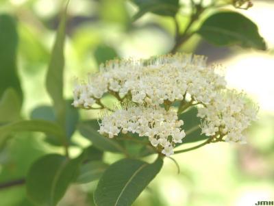 Viburnum cassinoides (witherod), inflorescence, anthers, cyme