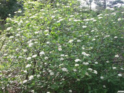 Viburnum lantana ‘Mohican’ (Mohican wayfaring tree), form, shrub, inflorescence