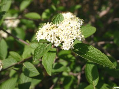 Viburnum lantana ‘Mohican’ (Mohican wayfaring tree), inflorescence, leaves