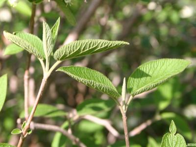 Viburnum lantana (Mohican wayfairing tree) dentate leaves