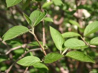 Viburnum lantana ‘Mohican’ (Mohican wayfaring tree), dentate leaves