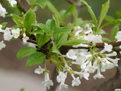 Viburnum farreri ‘Album’ (white fragrant viburnum), flowers, dentate leaves