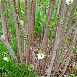 Viburnum farreri ‘Album’ (white fragrant viburnum), bark, branches