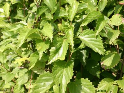 Viburnum dentatum (southern arrowwood), dentate, opposite leaves
