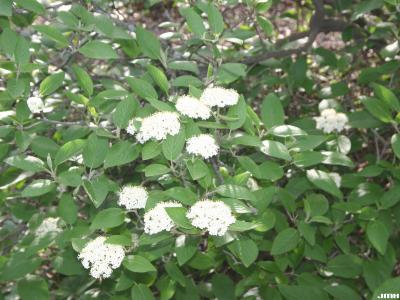 Viburnum lantana ‘Mohican’ (Mohican wayfaring tree), inflorescence, leaves