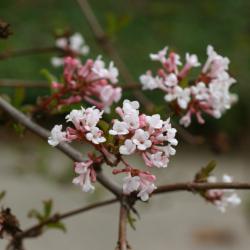 Viburnum farreri Stearn (fragrant viburnum),  flowers