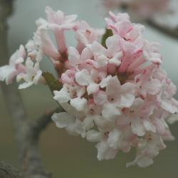Viburnum farreri Stearn (fragrant viburnum), inflorescence, buds