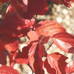 Viburnum dentatum ‘Cardinal’ (cardinal southern arrowwood), leaves 