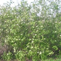 Viburnum lantana ‘Macrophyllum’ (big-leaved wayfaring tree), form of shrub, flowers, leaves