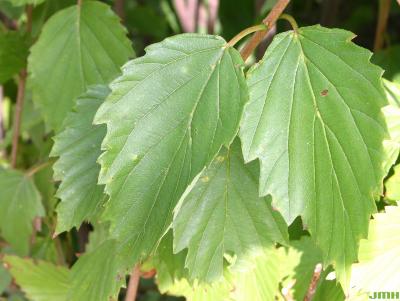 Viburnum dentatum (southern arrowwood), dentate leaves 