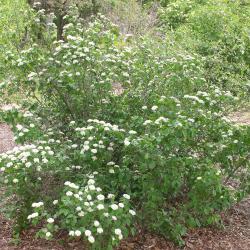 Viburnum dentatum var. pubescens (southern arrowwood), form, shrub, branches, leaves, inflorescence