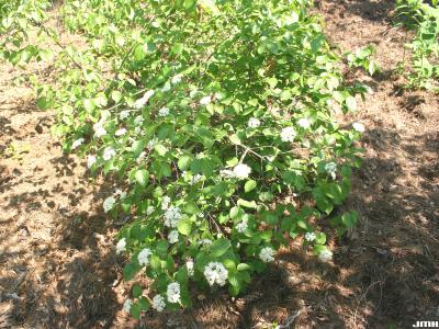 Viburnum rafinesquianum Schultes (downy arrowwood), habit, leaves with inflorescence