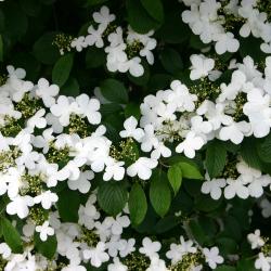 Viburnum plicatum var. tomentosum ‘Summer Snowflake’ (summer snowflake doublefile viburnum), branches with sterile flowers, inner fertile flowers in bud