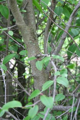 Viburnum prunifolium (black-haw), branches, bark