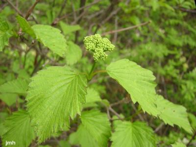 Viburnum dentatum var. lucidum, (southern arrowwood), flower buds, leaves 